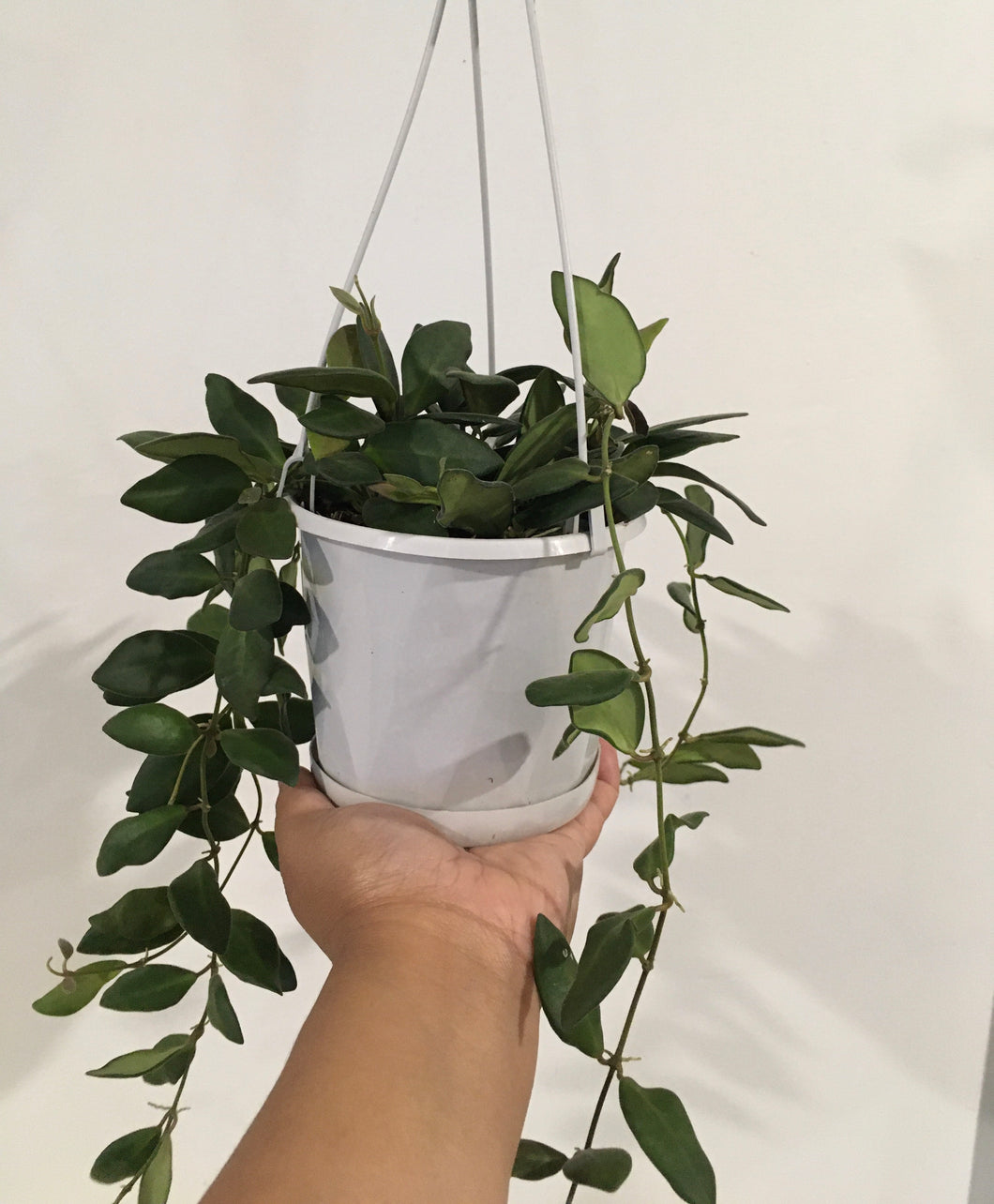 Hoya honey dew in 13cm pot