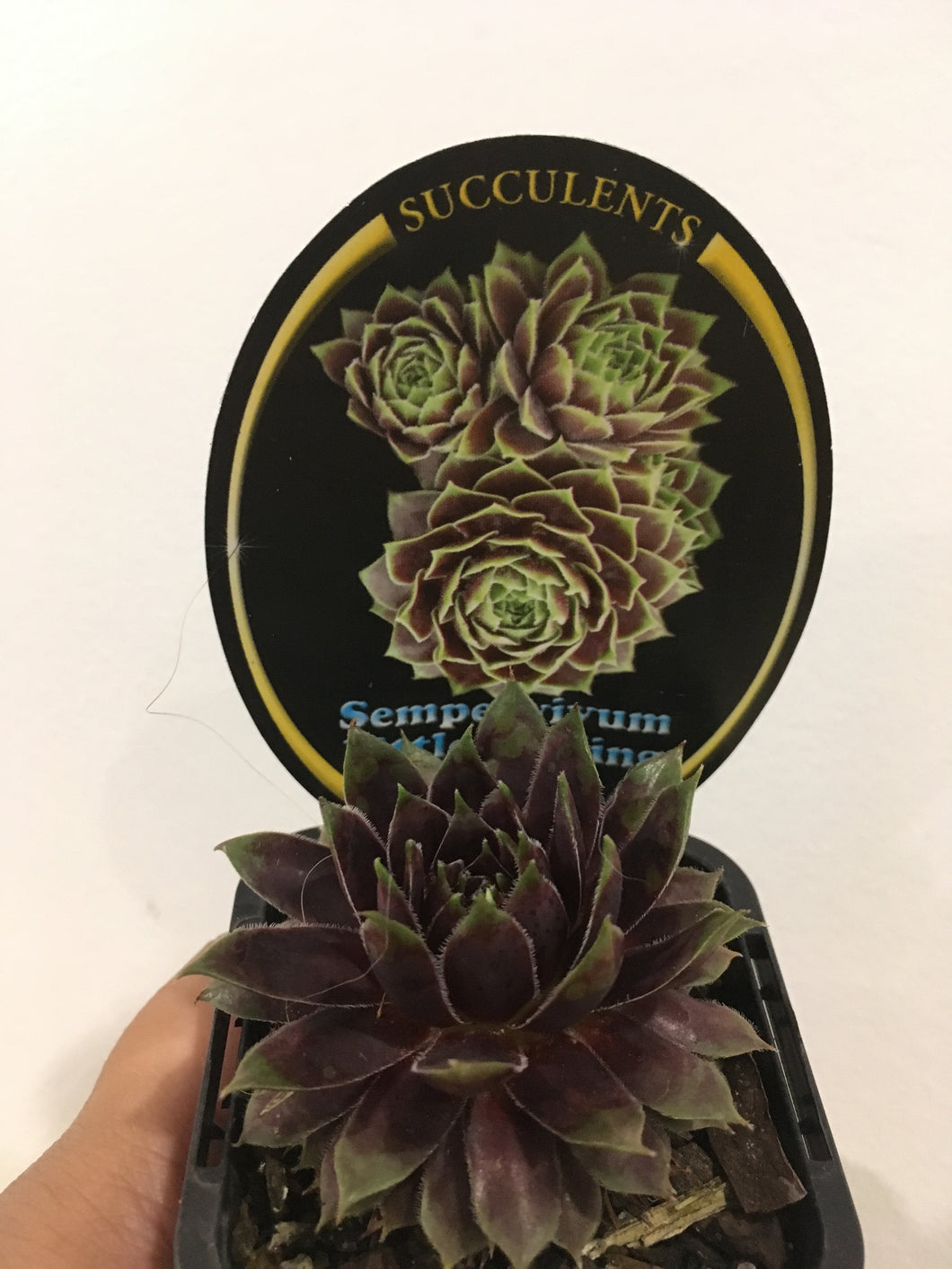 Sempervivum Little Darling in 7cm pot