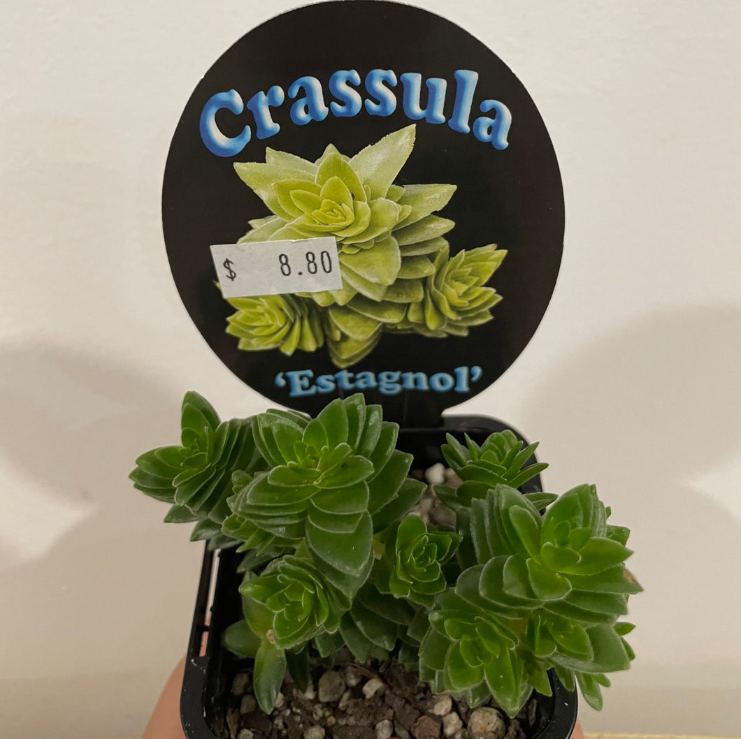 Crassula estagnol in 7cm pot