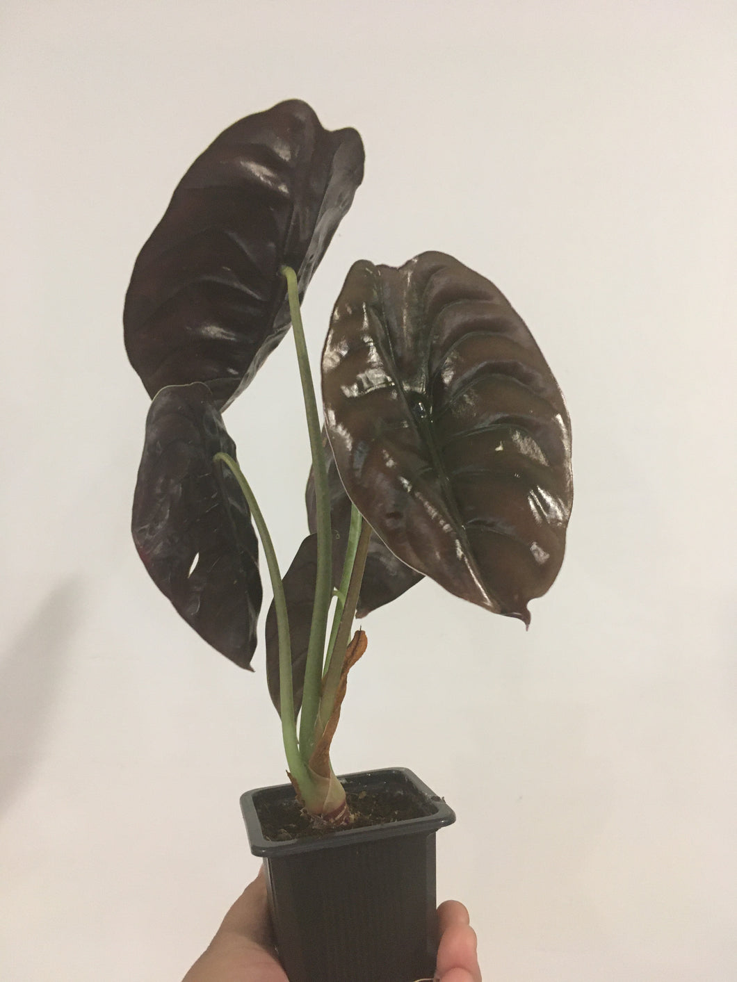 Alocasia Red Secret in 7.5cm pot