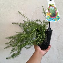 Load image into Gallery viewer, Water Plant - Upright Water Milfoil in 14cm pot
