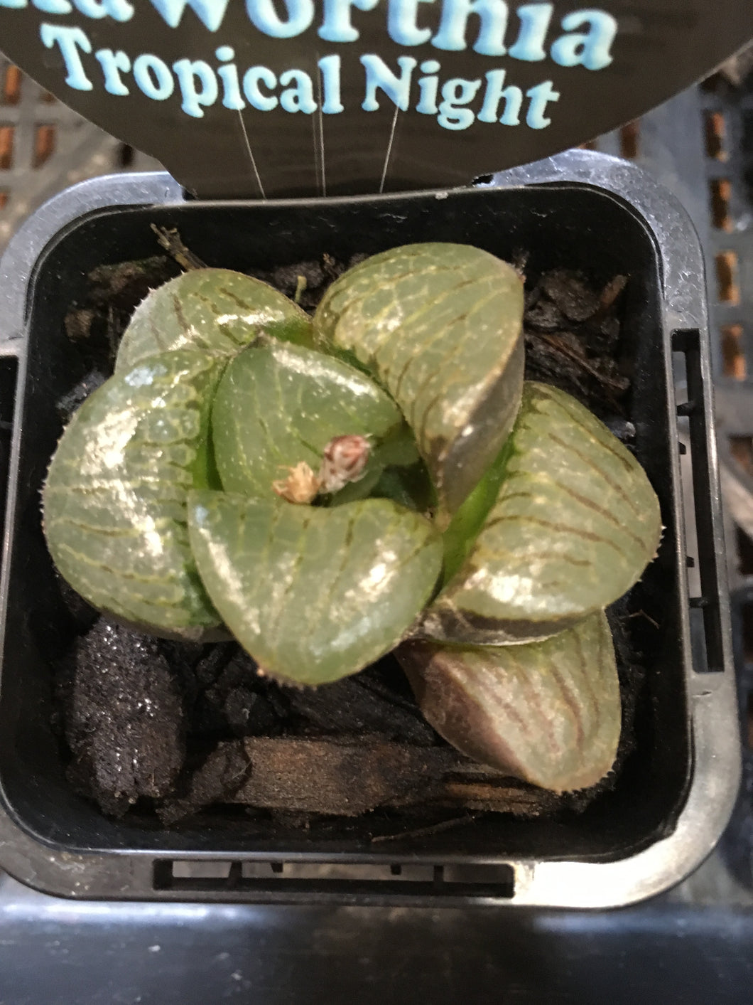 Haworthia tropical night in 7cm pot