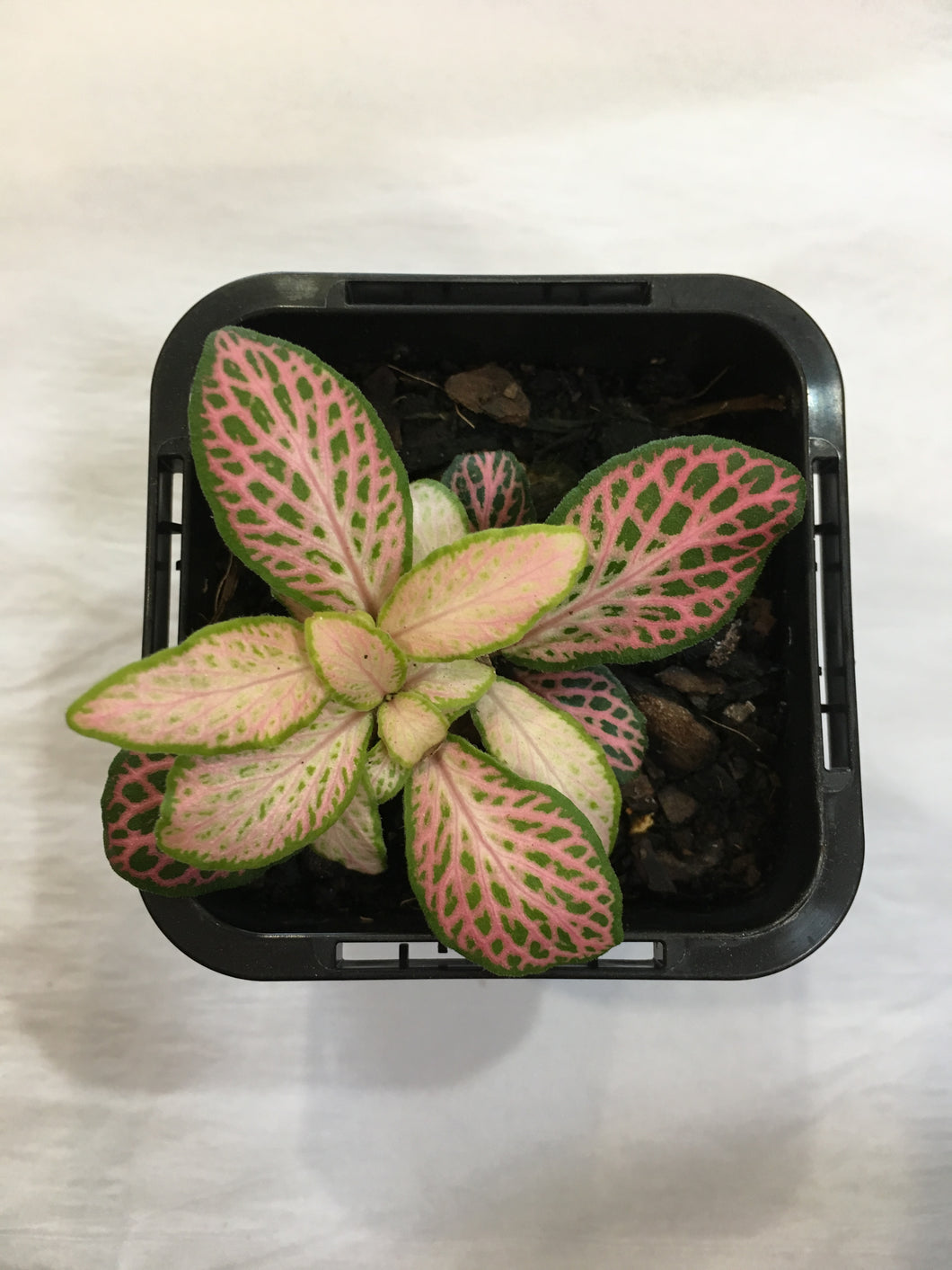 Fittonia Peaches and Cream in 7cm pot