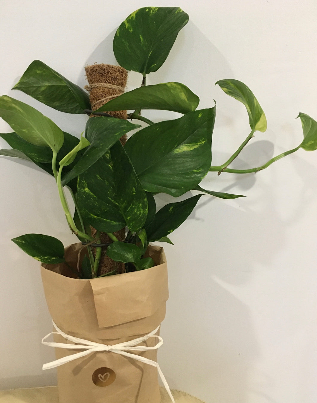 Epipremnum aureum Devils Ivy Totem in 17cm nursery pot