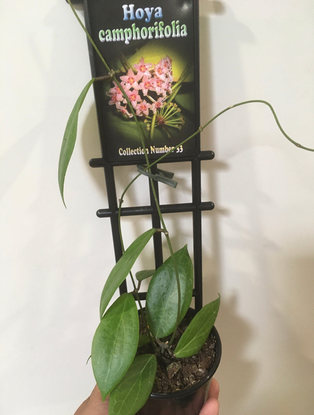 Hoya camphorifolia in 8cm pot