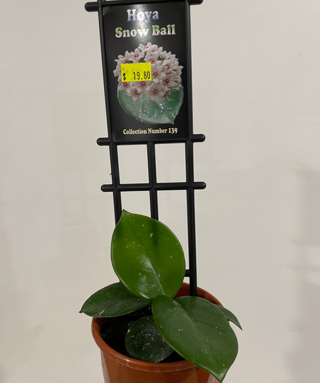 Hoya snow ball in 10cm pot