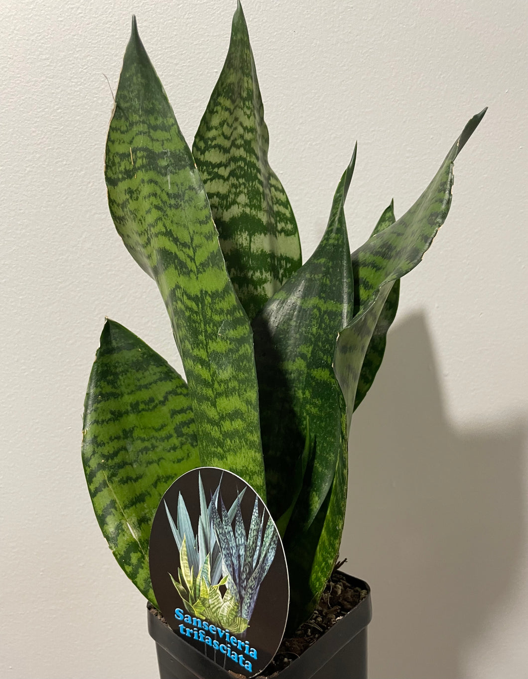 Sansevieria trifasciata in 10cm pot