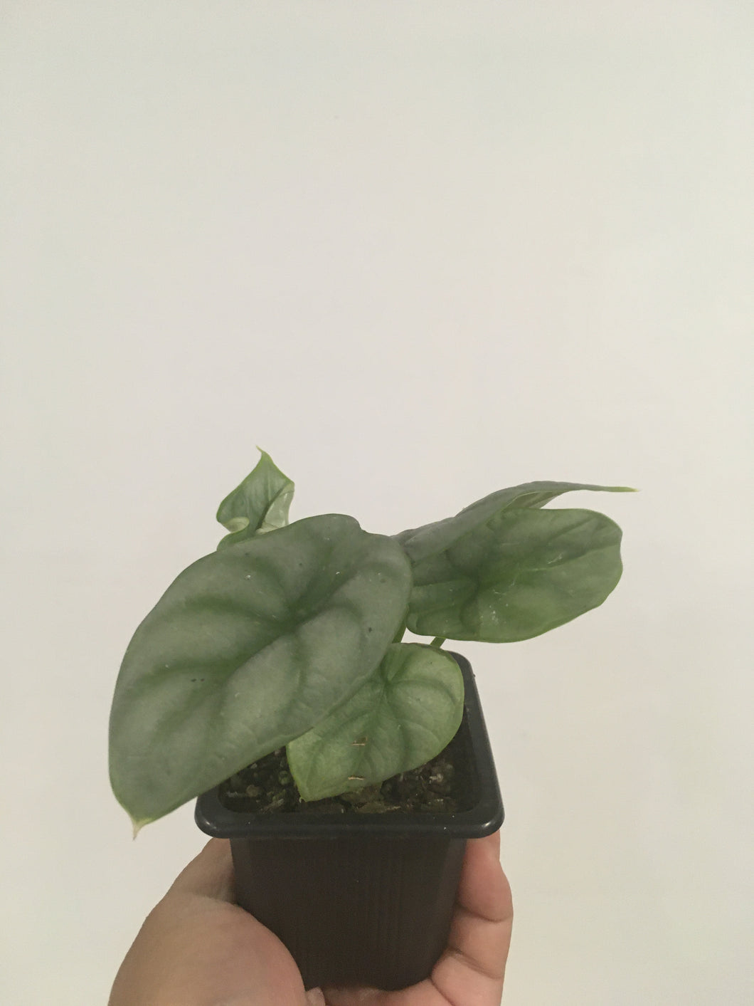 Alocasia Baginda Silver Dragon in 7.5cm pot