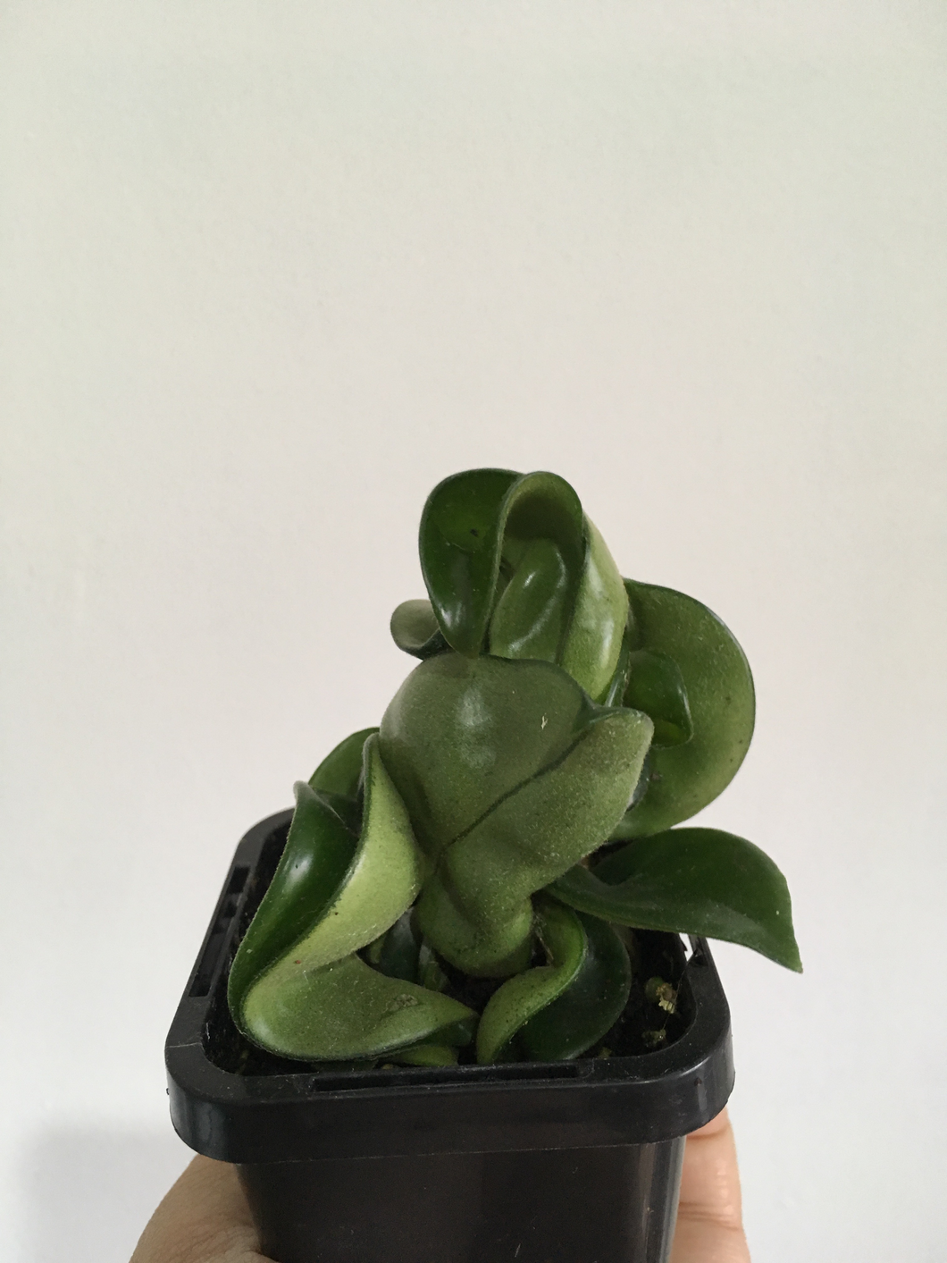 Hoya Indian Rope in 7cm pot