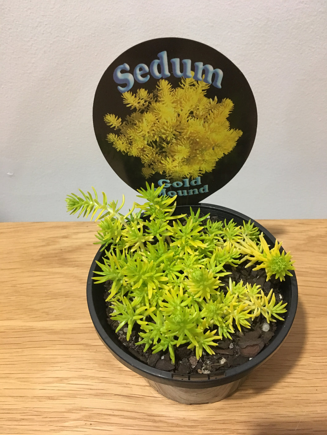 Sedum Gold Mound in 12cm pot