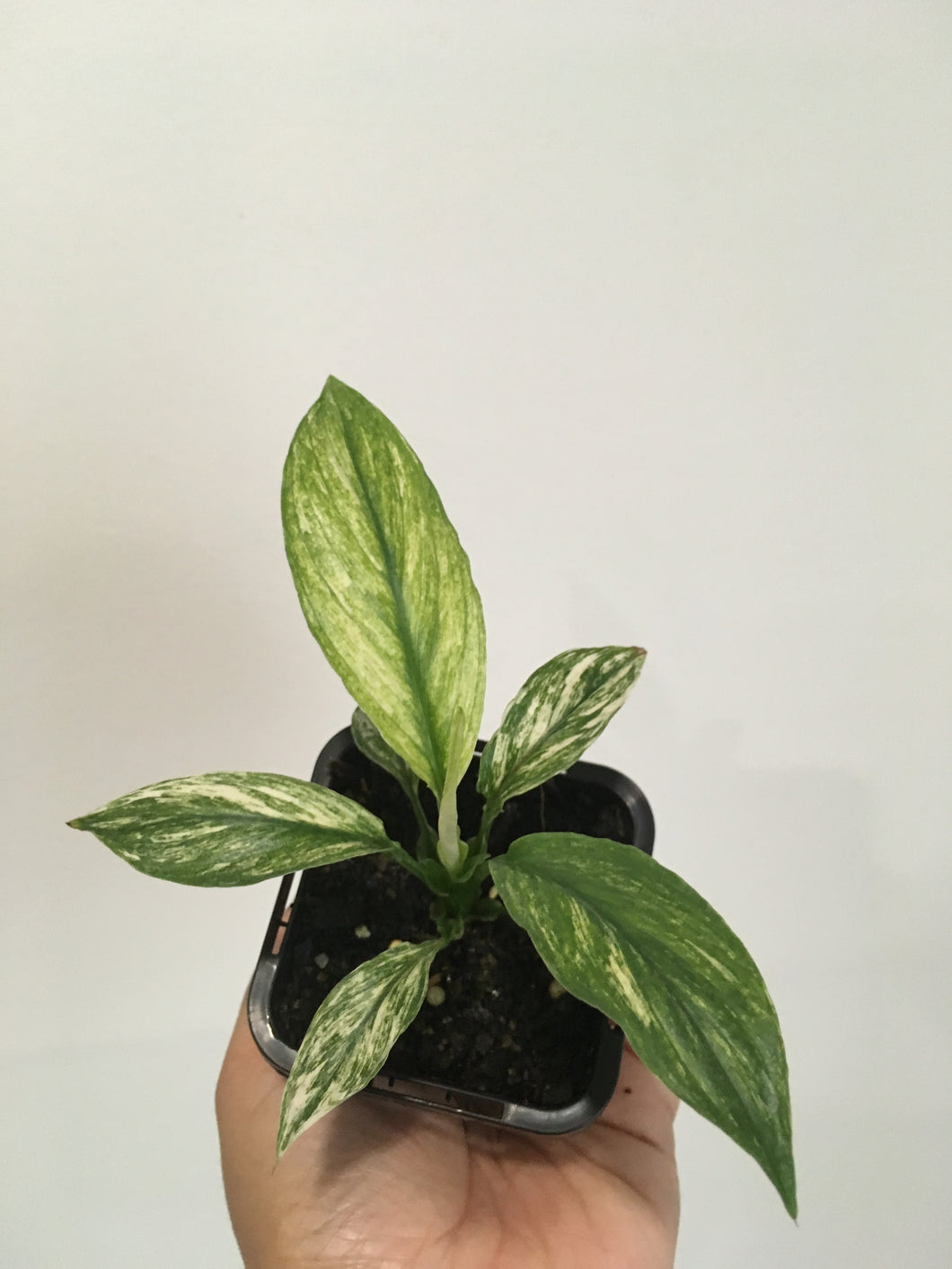 Variegated Spathiphyllum Sensation in 7cm pot
