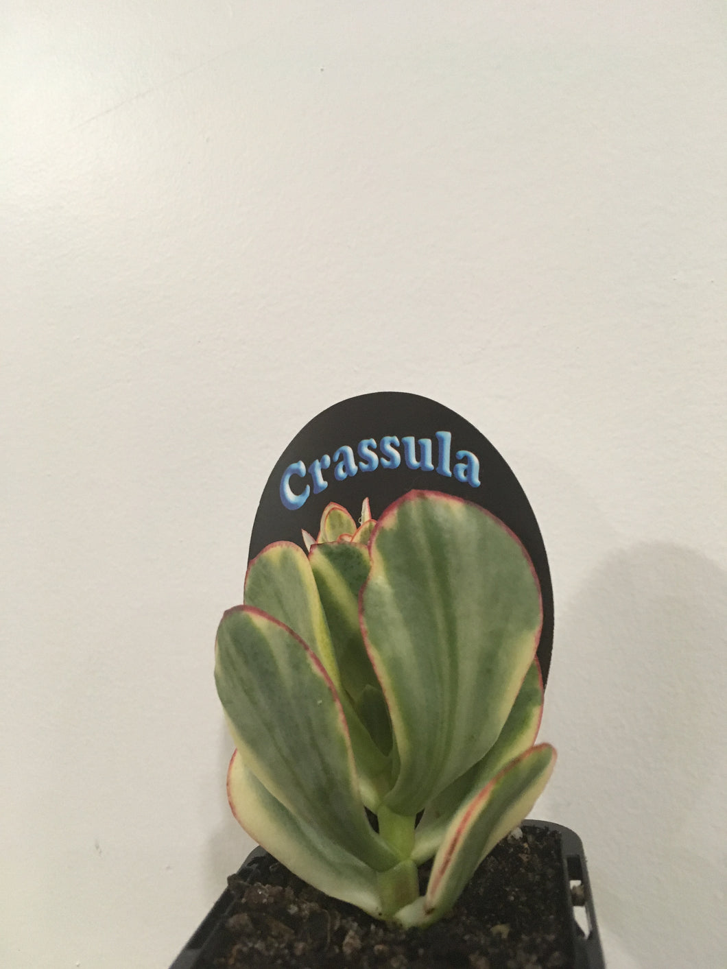 Crassula blue bird variegata in 7cm pot