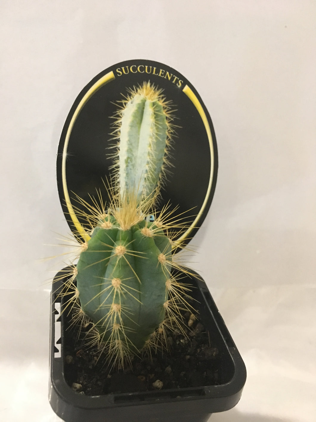Blue Torch Cactus in 7cm pot