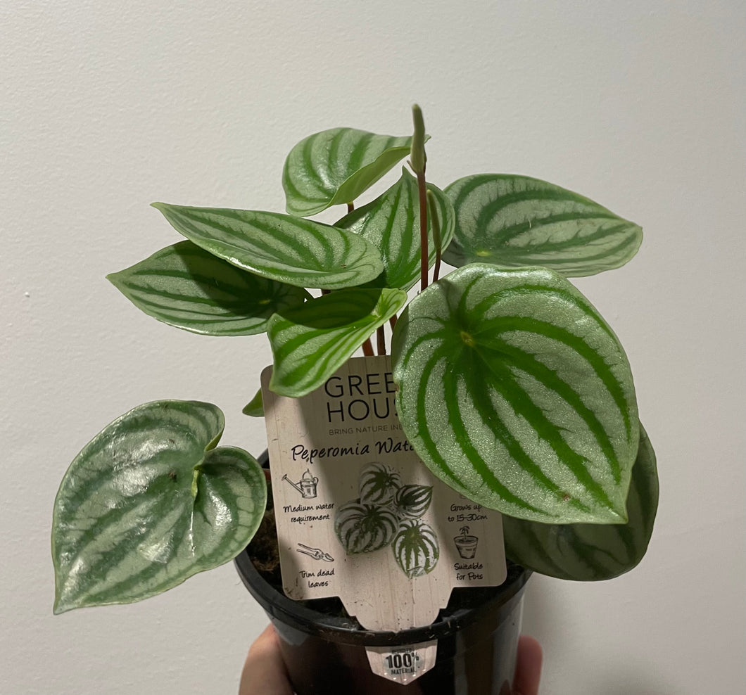 Watermelon Peperomia in 13cm pot