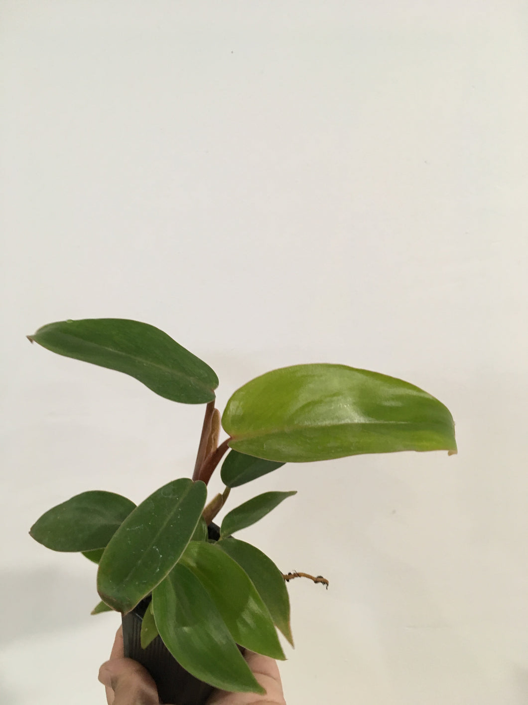 Philodendron Splash in 7.5cm pot