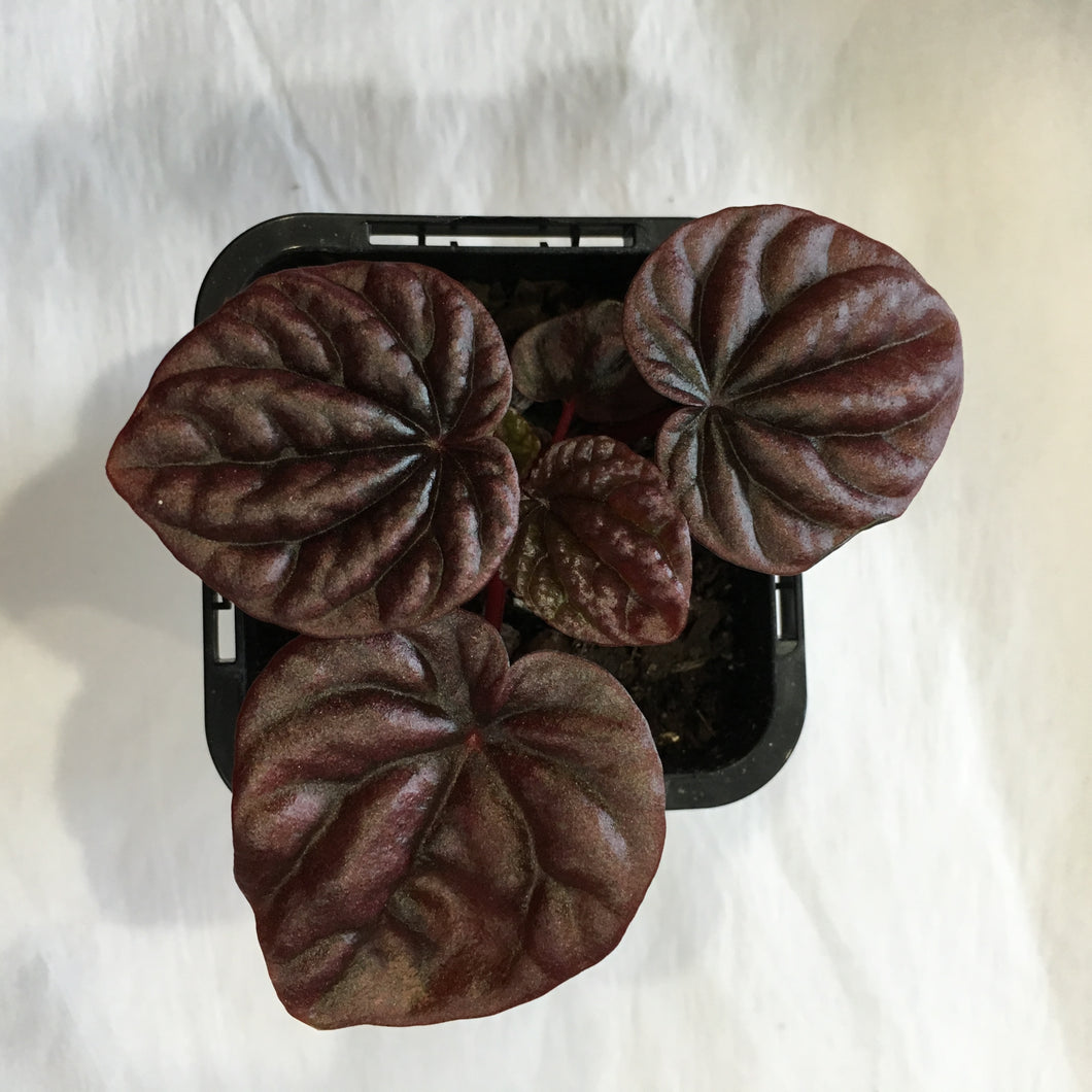 Peperomia Schumi Red in 7cm pot