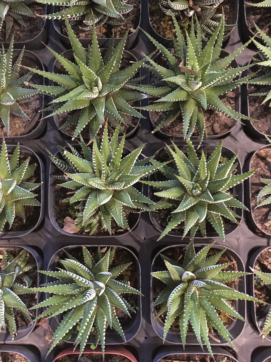 Haworthia fasciata in 7cm pot