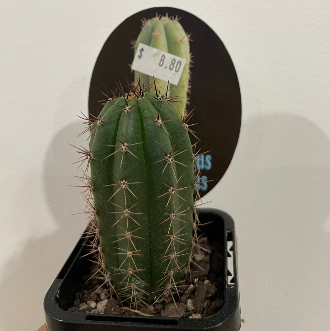 Trichocereus peruvianus in 7cm pot