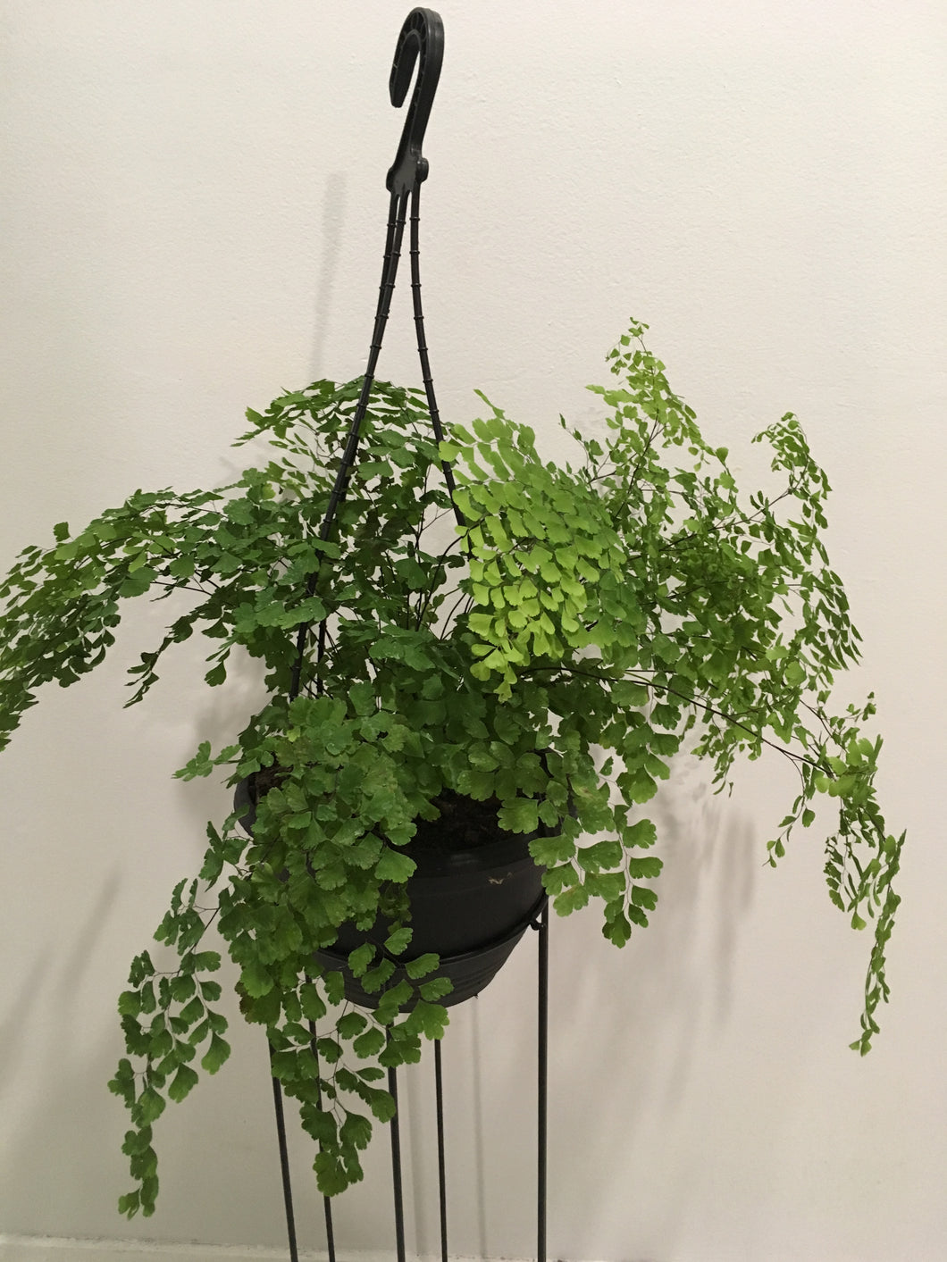 Maidenhair Fern 20cm pot