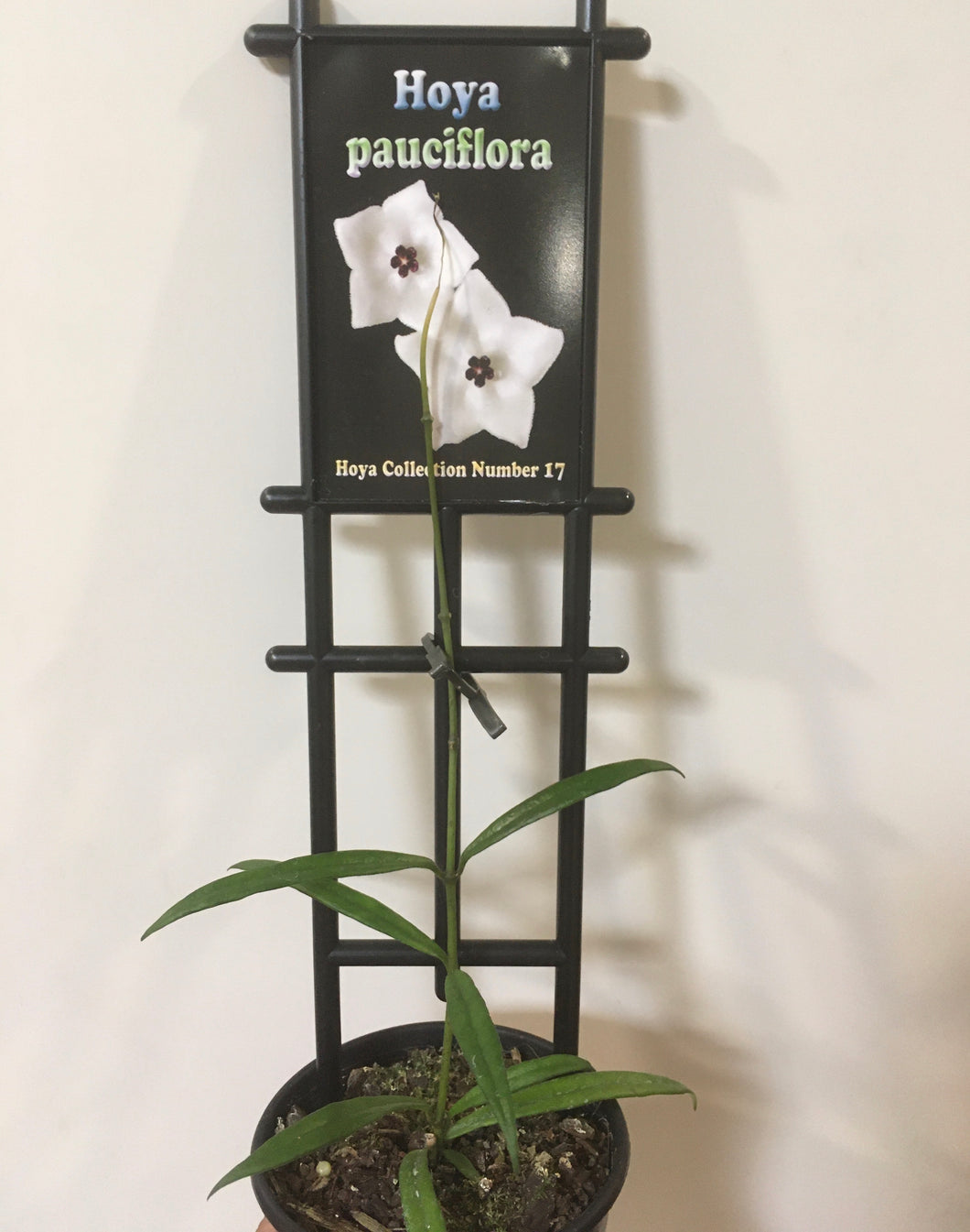 Hoya pauciflora in 8cm pot