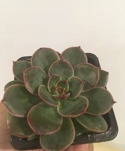 Echeveria Santa Lewis in 7.5cm pot