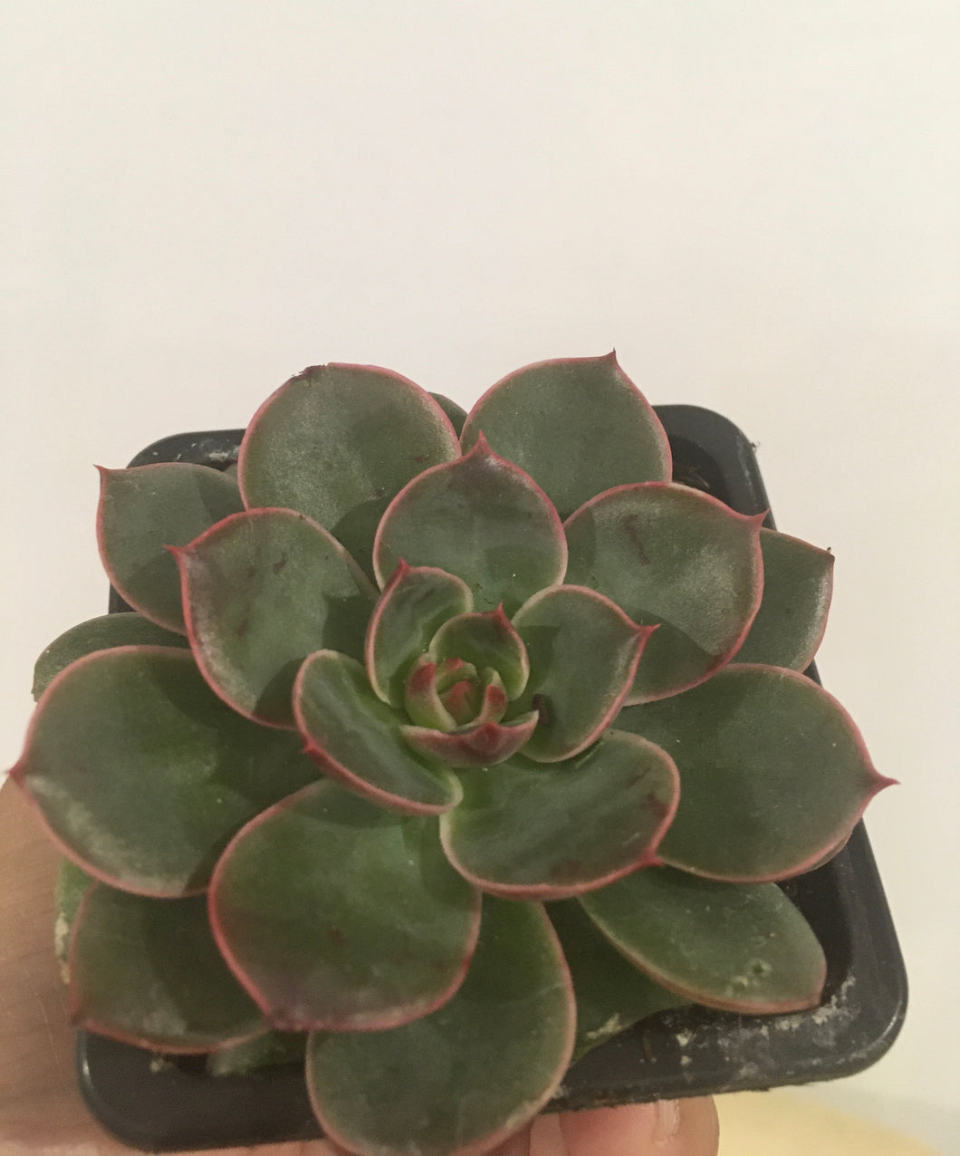 Echeveria Santa Lewis in 7.5cm pot