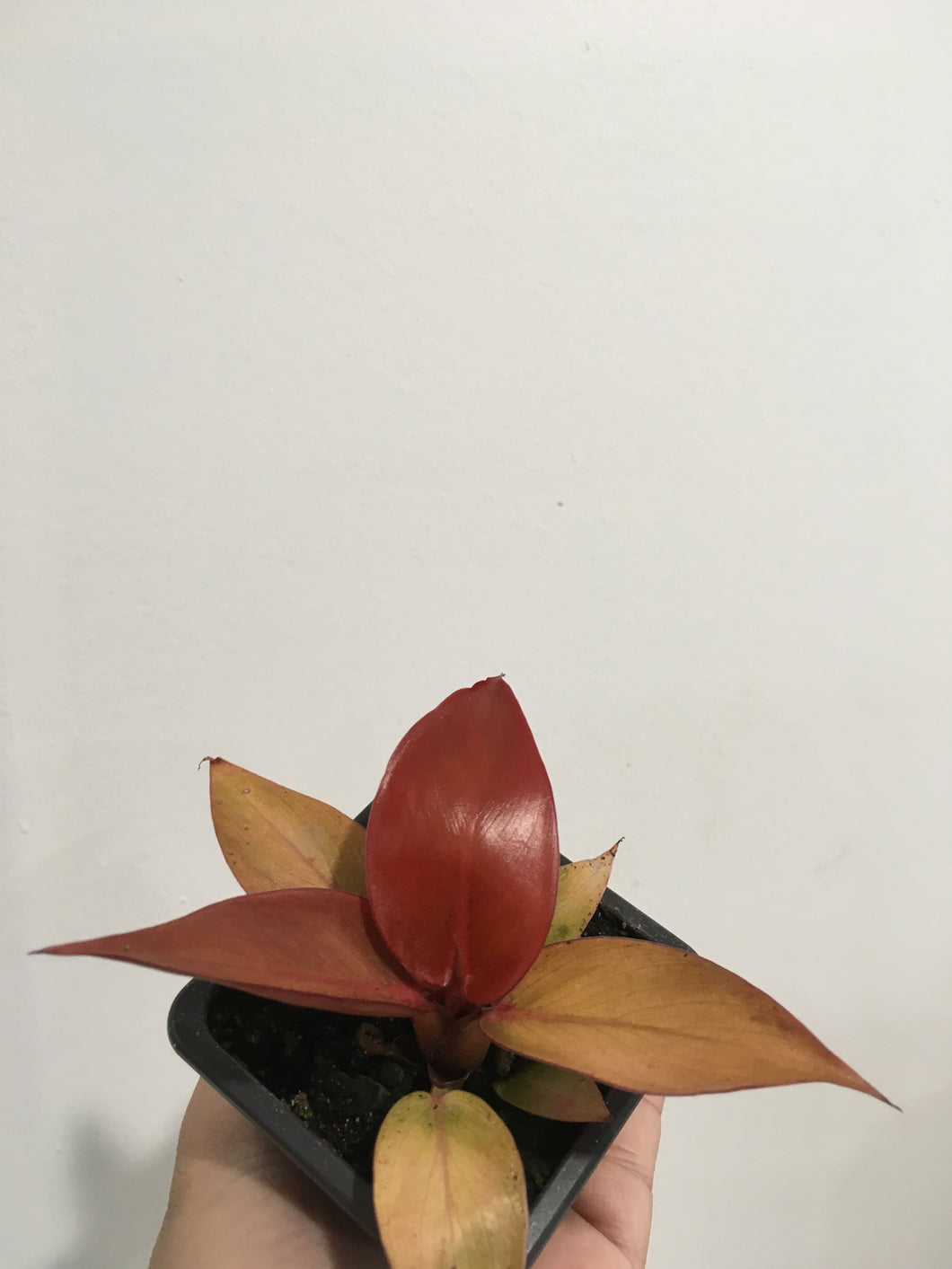 Philodendron Red Sun in 7.5cm pot