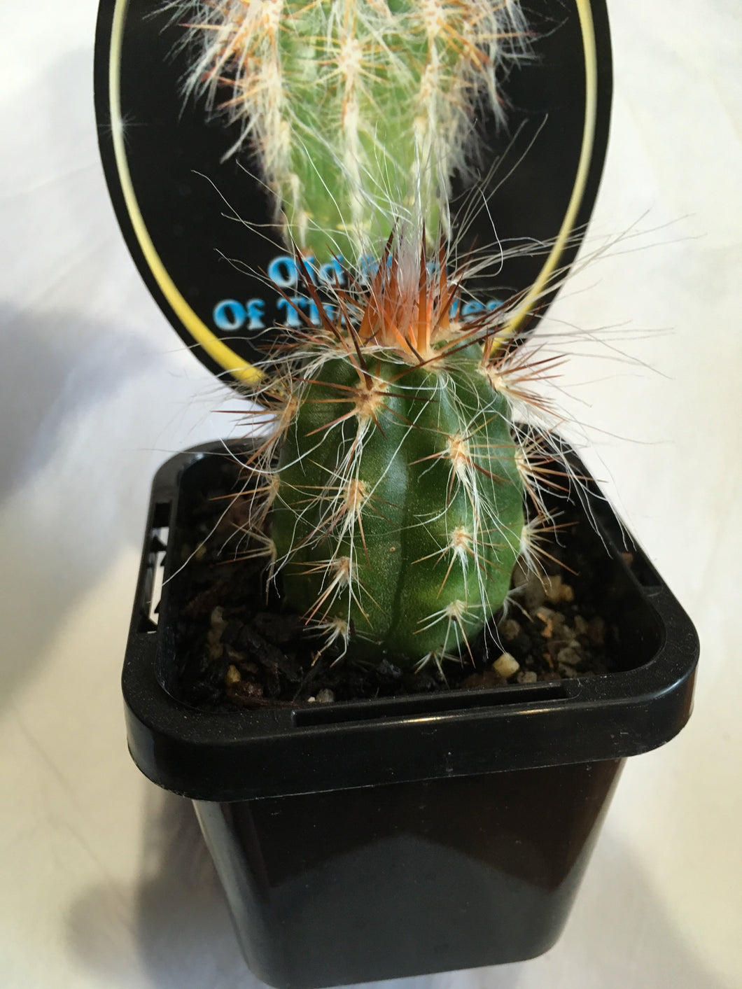 Old Man of the Andes in 7cm pot