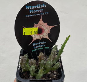 Starfish plant - Huernia oculata in 7cm pot