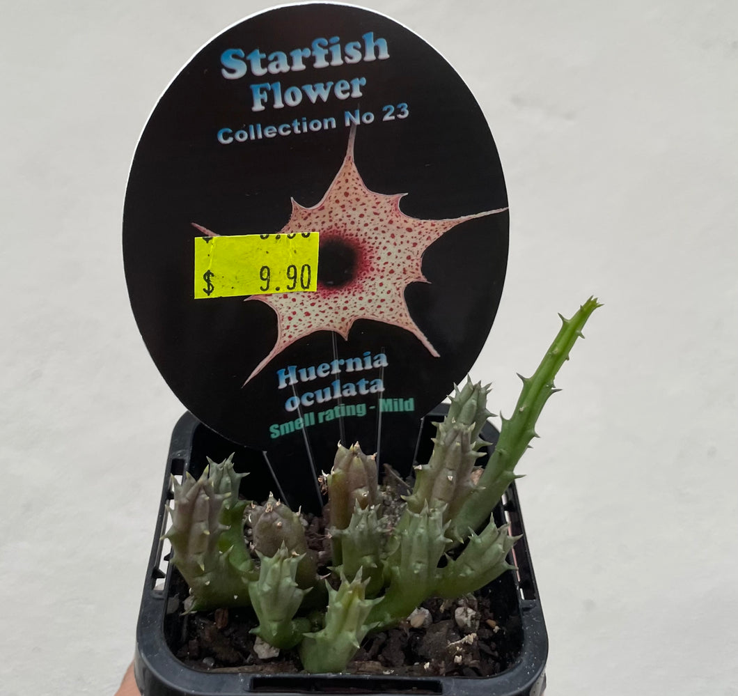 Starfish plant - Huernia oculata in 7cm pot