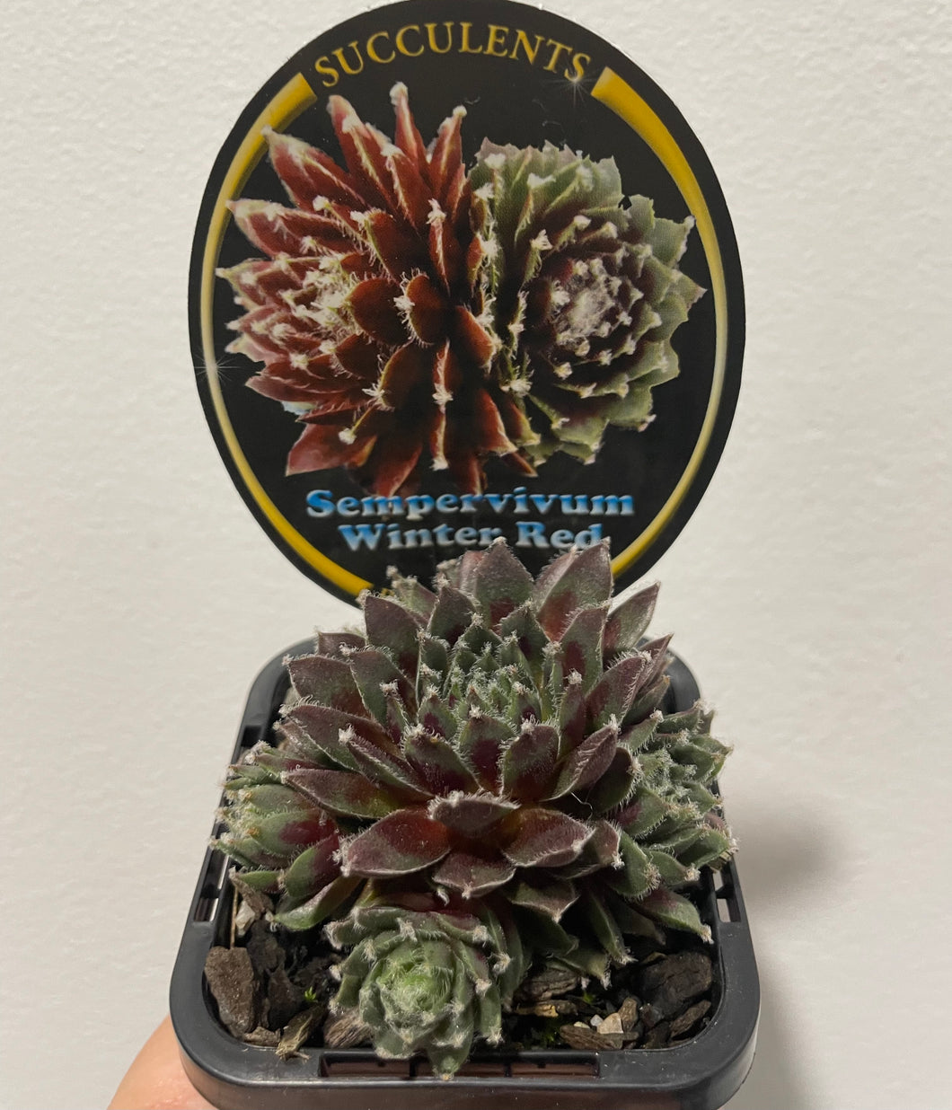 Sempervivum winter red in 7cm pot