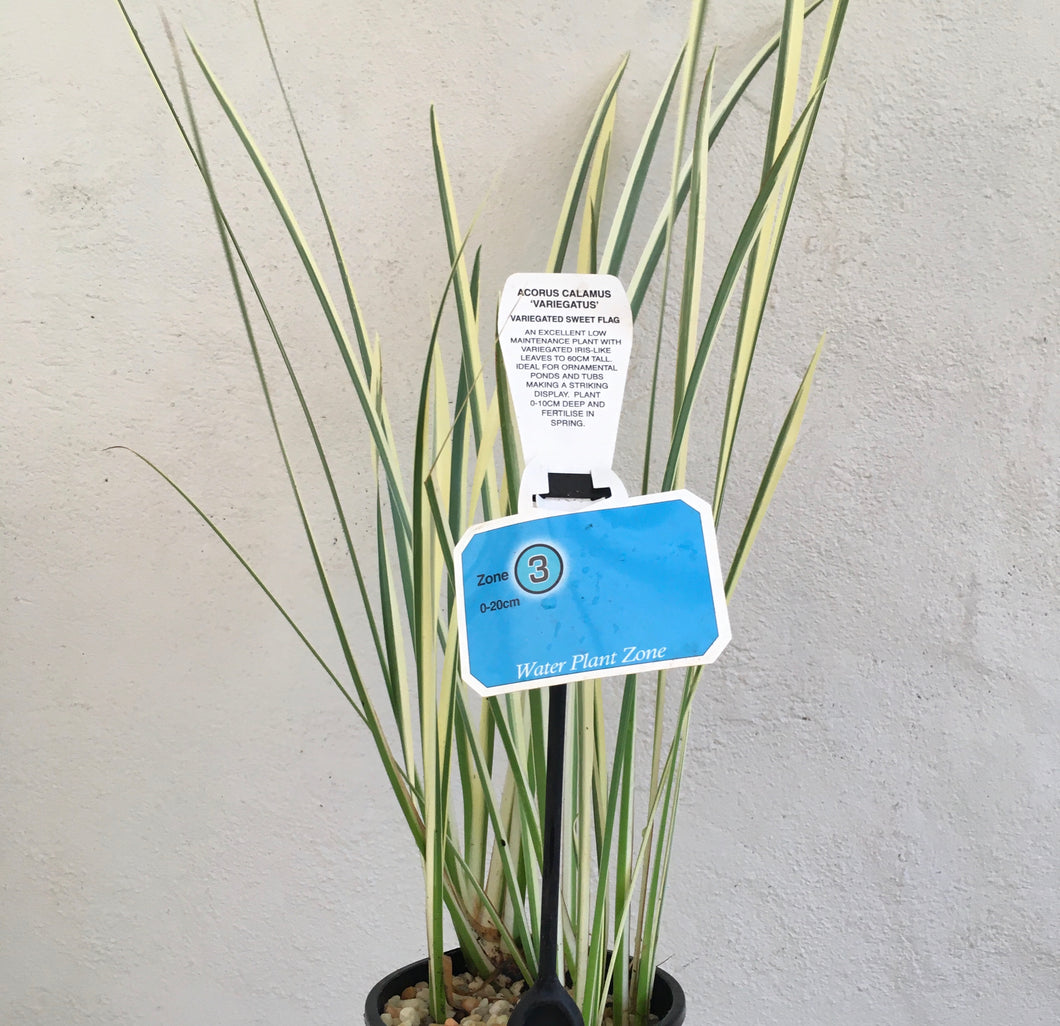 Water Plant - Variegated Sweet Flag in 14cm pot