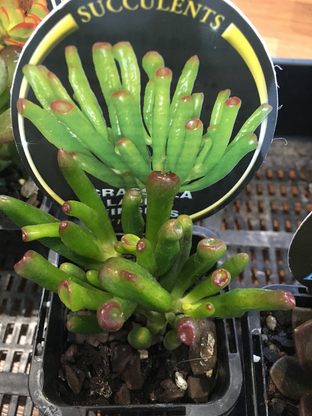 Crassula Ladies Fingers in 7cm pot