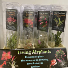 Load image into Gallery viewer, Air Plants
