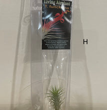 Load image into Gallery viewer, Air Plants
