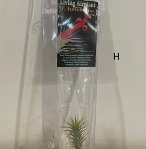 Air Plants