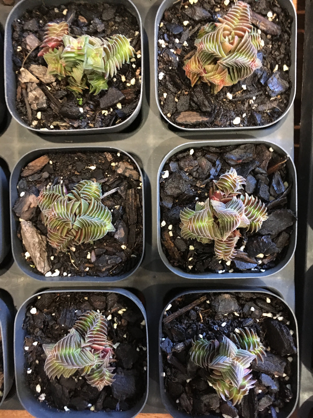 crassula capitella ssp. thyrsiflora in 7cm pot