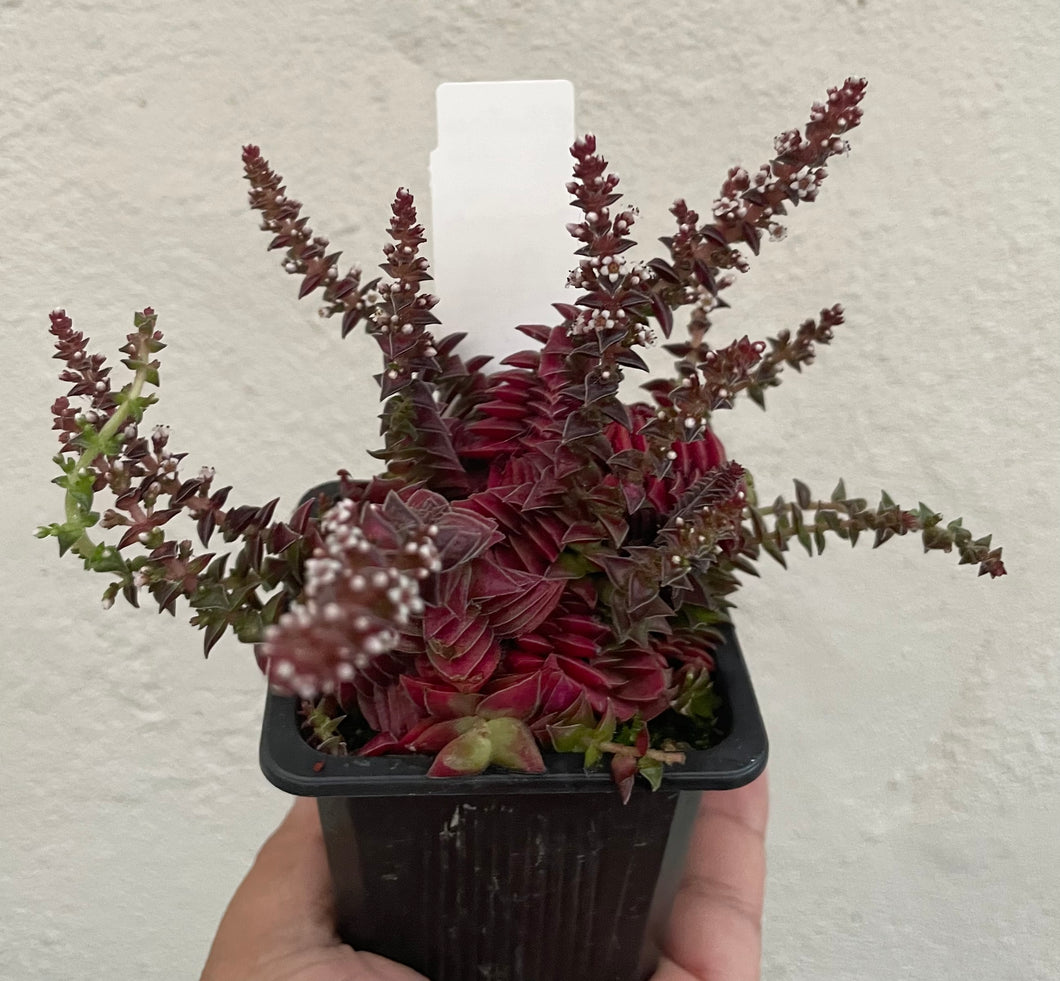 Crassula red pagoda in 7.5cm pot