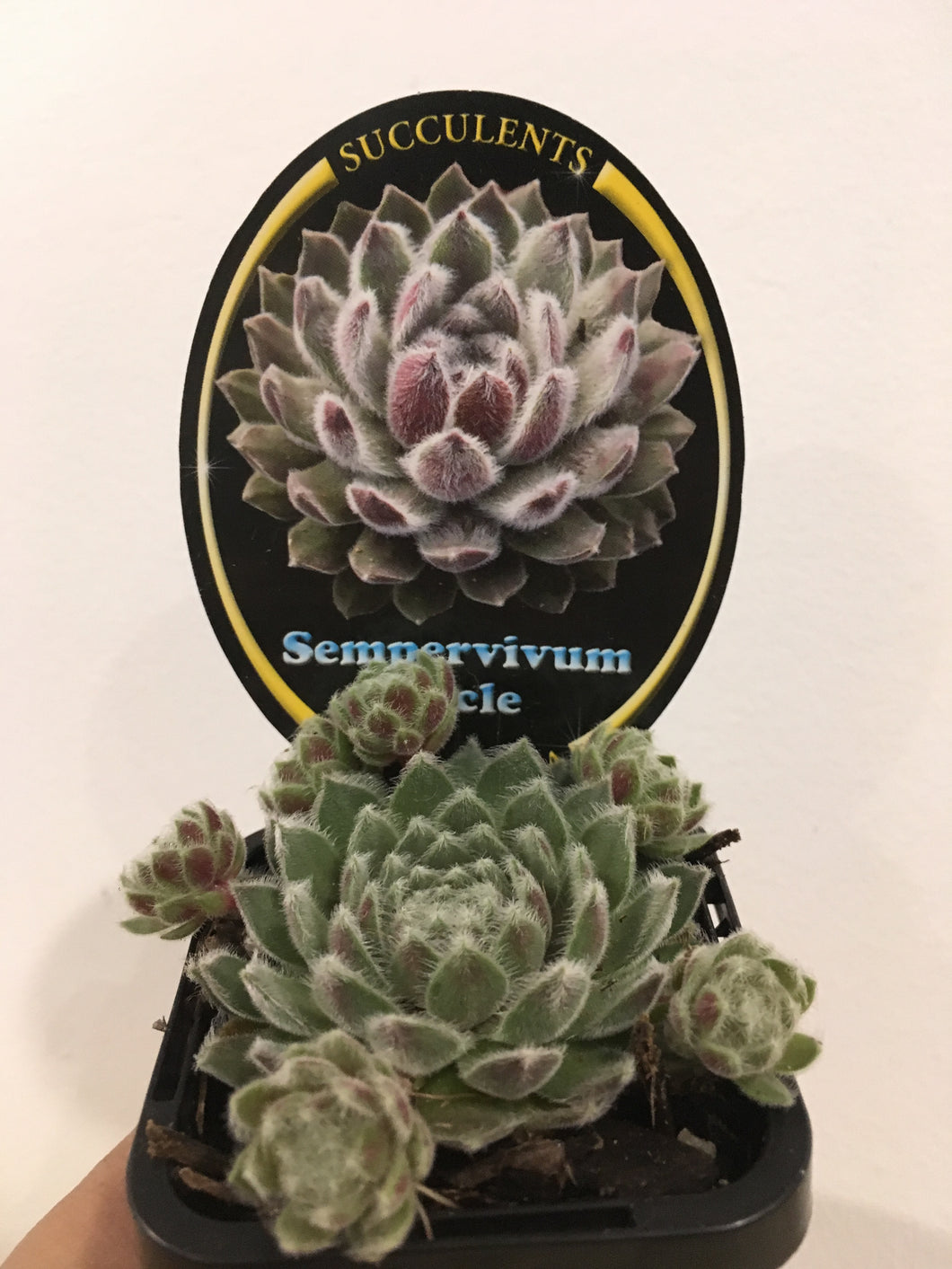 Sempervivum Icicle in 7cm pot