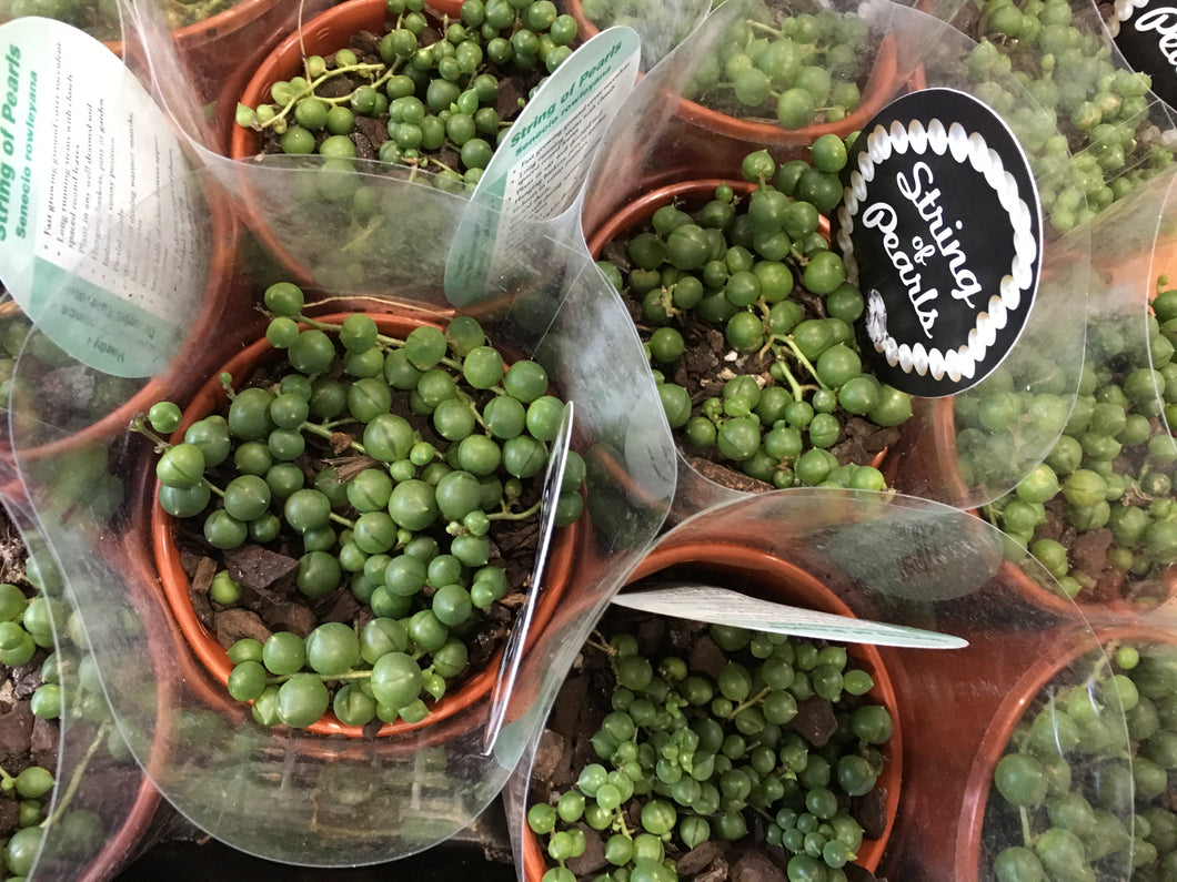 String of Pearls in 10cm pot