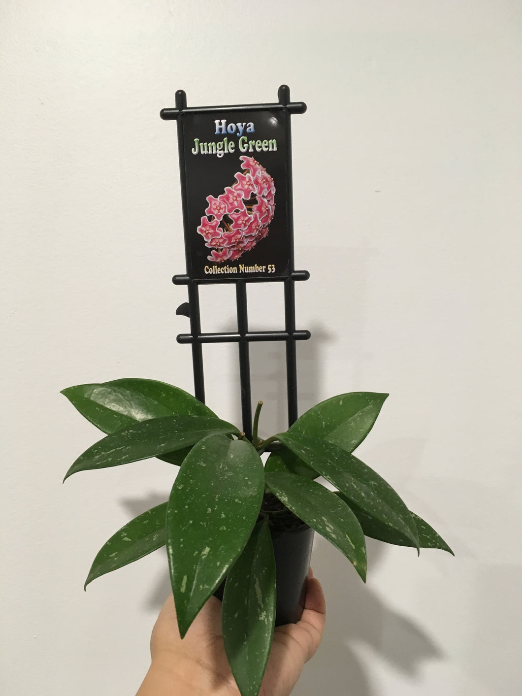 Hoya Jungle Green in 10cm pot