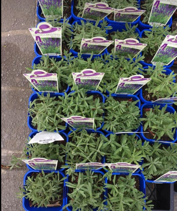 Lavander Hidcote in 10cm pot