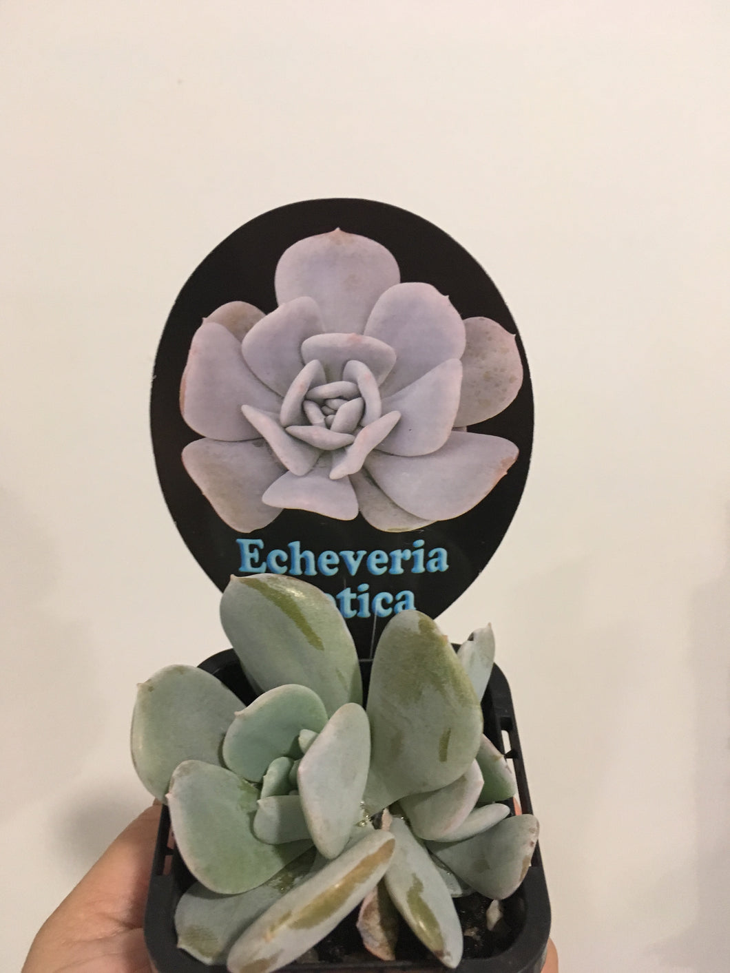 Echeveria exotica in 7cm pot