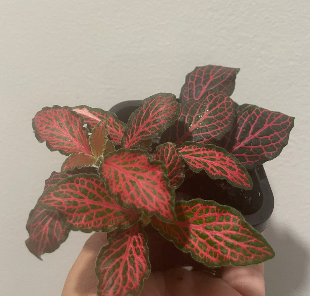 Fittonia forest flame red in 7cm pot