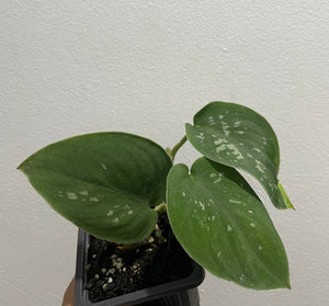 Satin pothos in 7.5cm pot