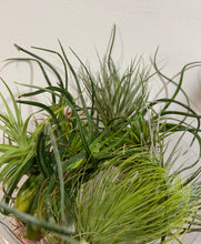 Load image into Gallery viewer, Air plants - medium size
