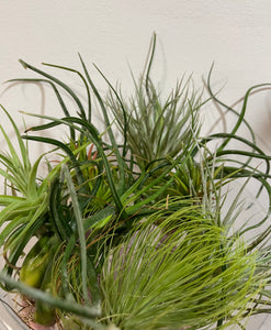 Air plants - medium size