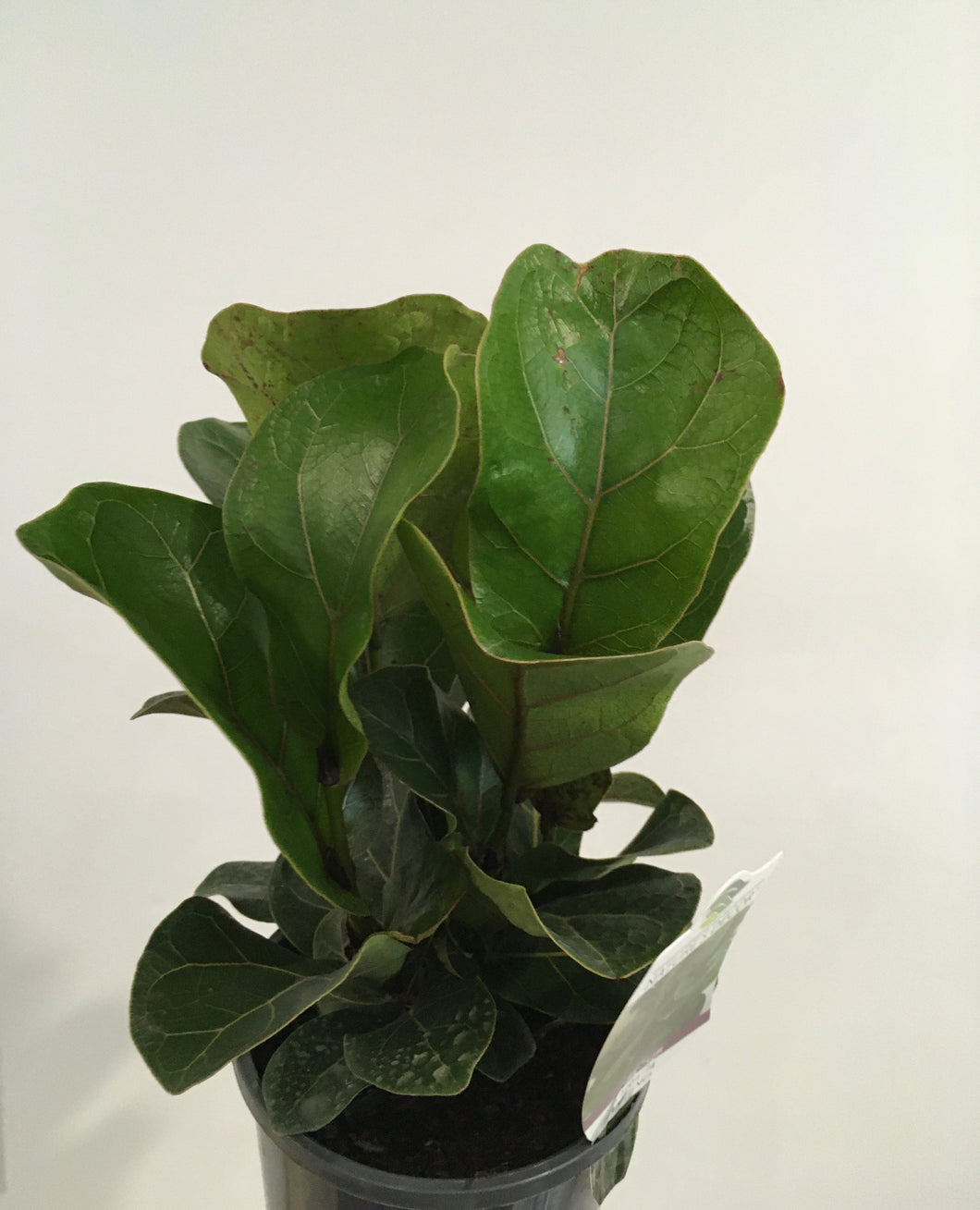 Ficus Lyrata Bambino in 14cm pot