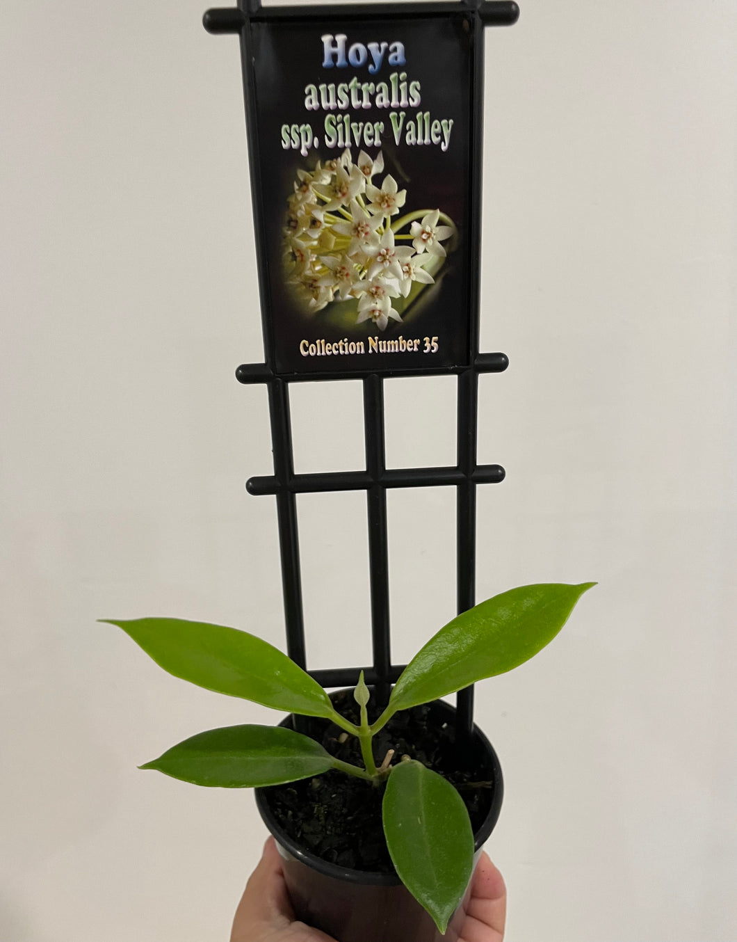 Hoya australis ssp. Silver Valley in 8cm pot
