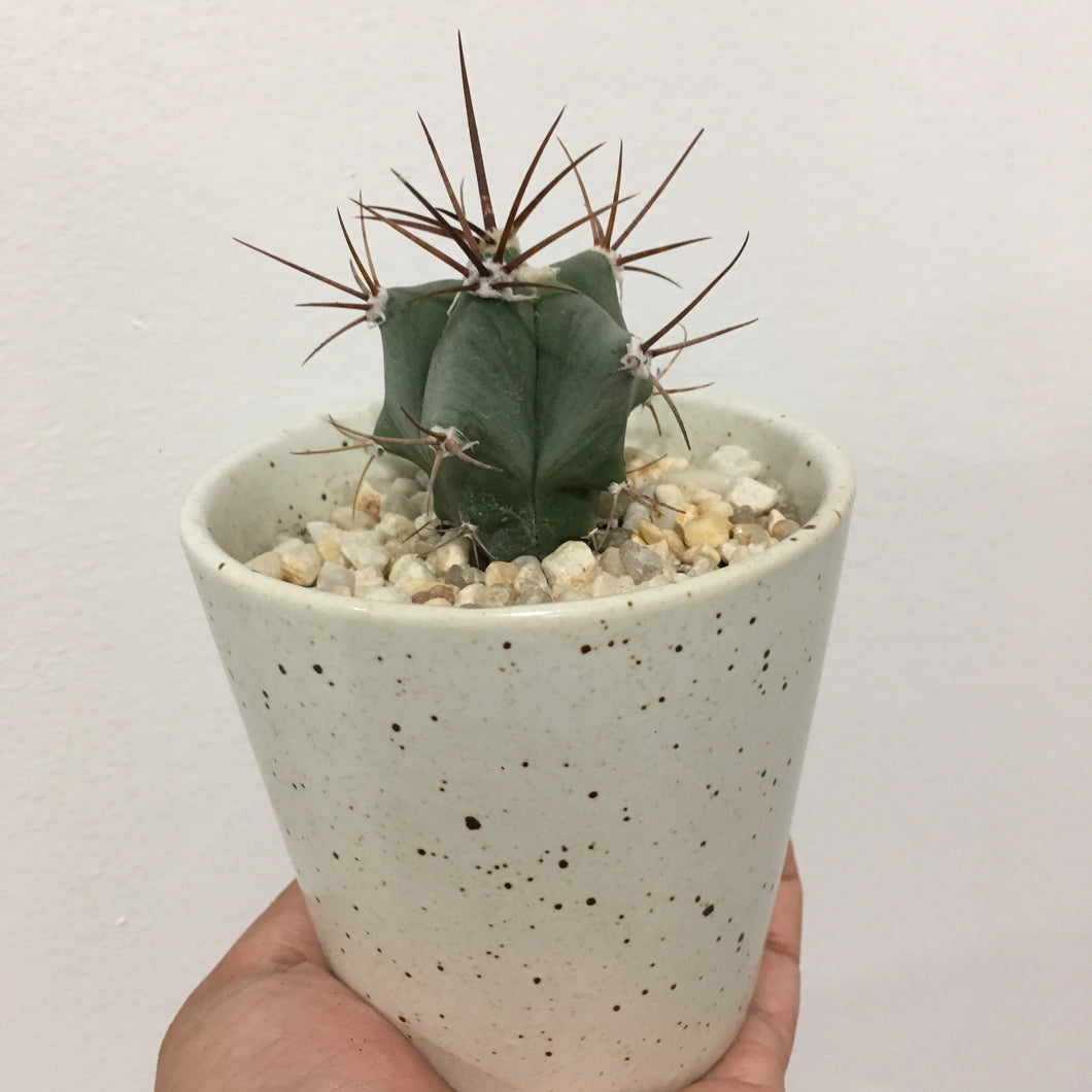 Blue Barrel Cactus in 8cm ceramic pot